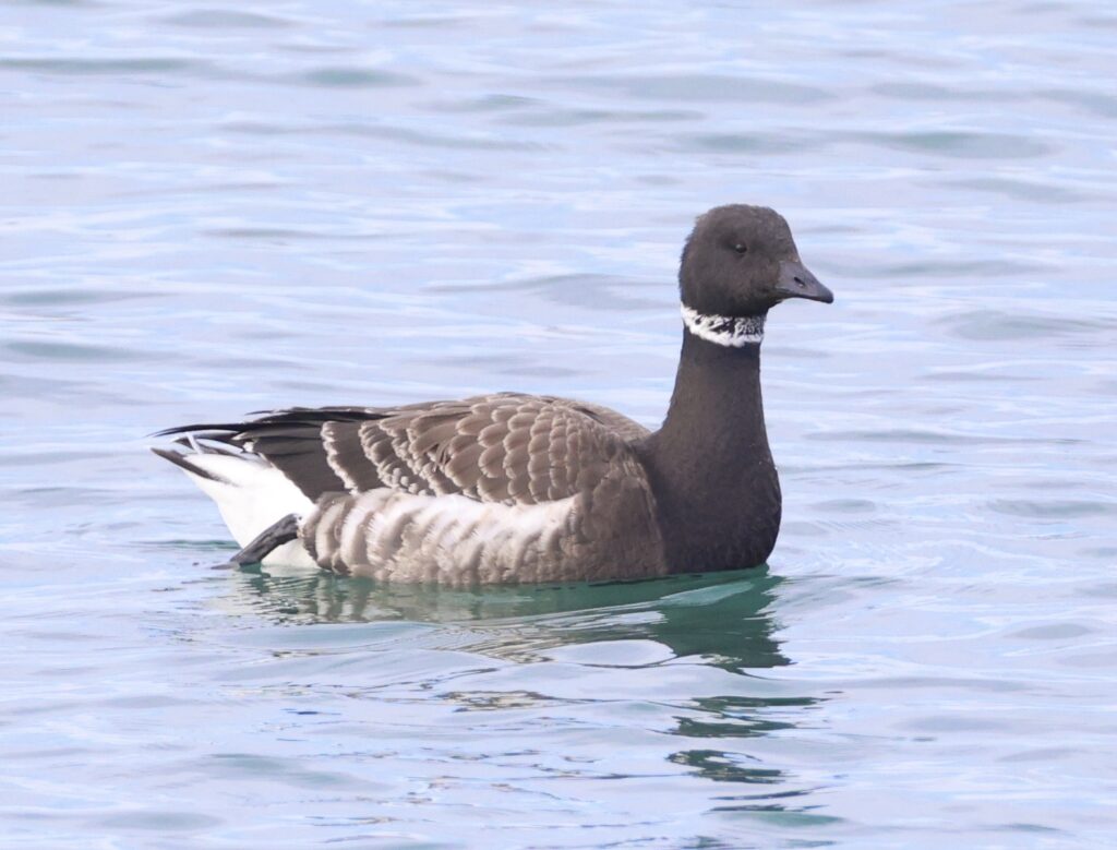 12月11日　愛知県西尾市の水鳥など