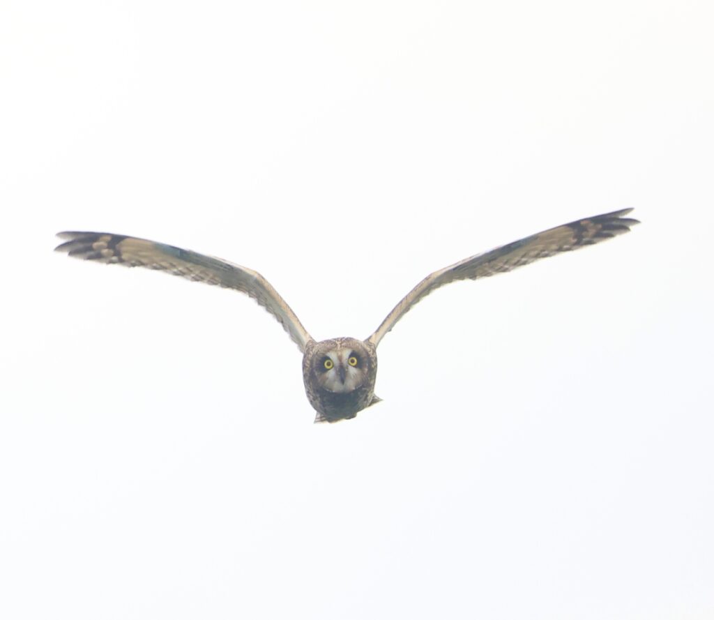 10月23日愛知県伊良湖岬の鷹の渡り