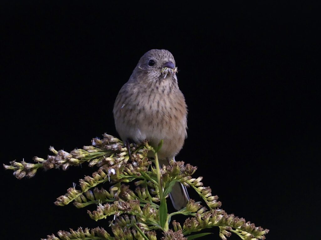 11月22日　静岡県西部の里山の冬鳥など