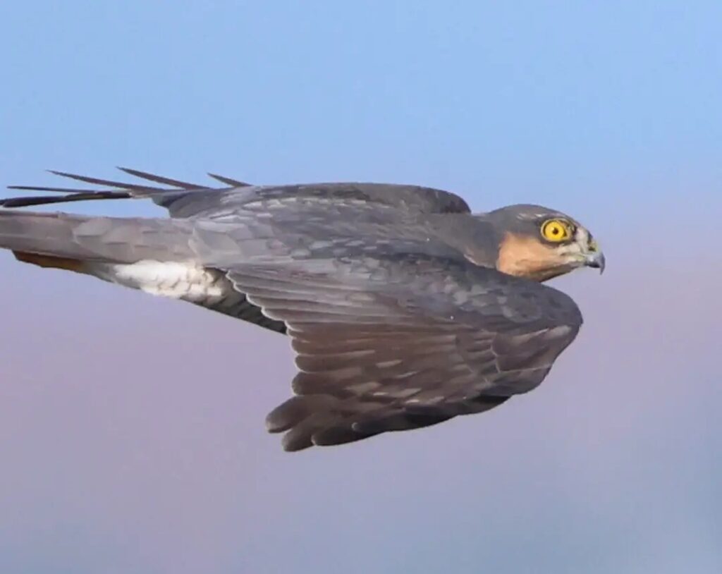11月6日　愛知県渥美半島の鷹の渡り